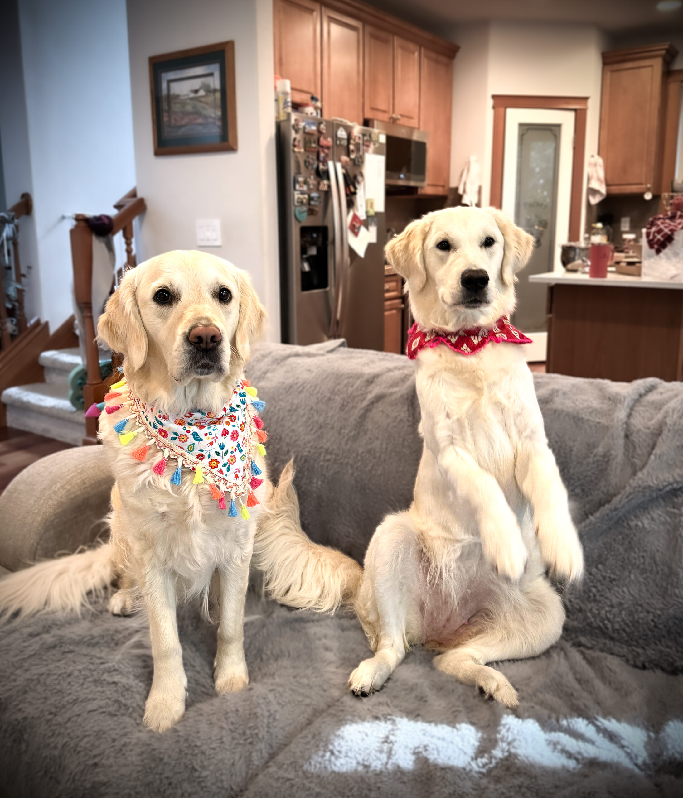 Tweety and Fiona, two golden retrievers wearing colorful Pawsvalley bandanas